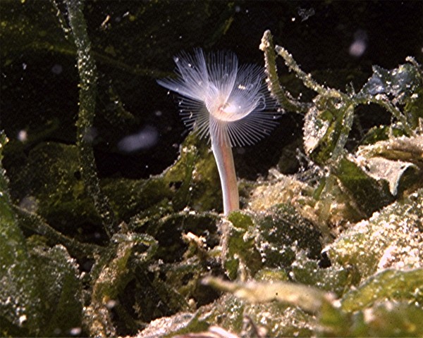 Photo of Phoronopsis harmeri by <a href="www.ronshimek.com">Ronald Shimek</a>